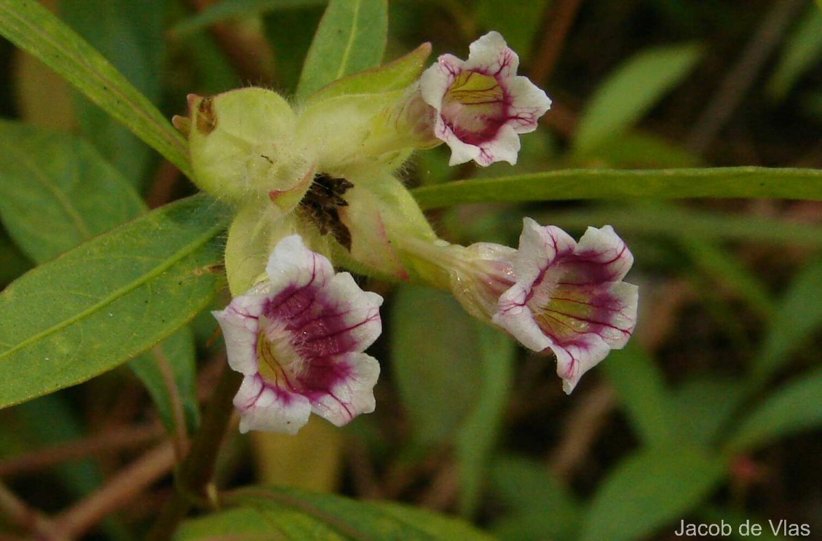 Strobilanthes schomburgkii (Craib) J.R.I.Wood